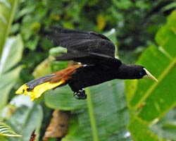 Crested Oropendola