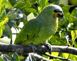 Orange-winged Parrot