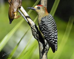 Red-crowned Woodpecker male