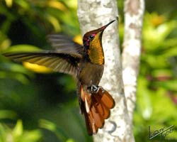 Barred Antshrike