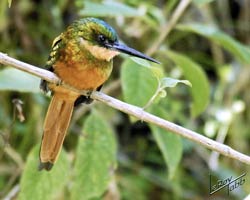 Rufous-tailed Jacamar (female)