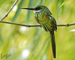 Rufous-tailed Jacamar (male)