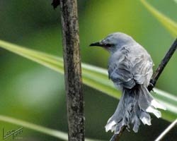 Tropical Mockingbird