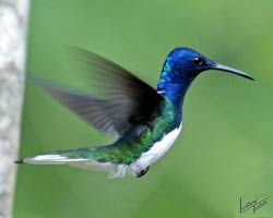 White-necked Jacobin