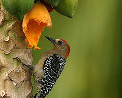 Red-crowned Woodpecker