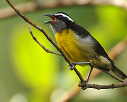 Bananaquit