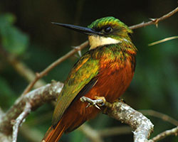 Rufous-tailed Jacamar