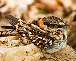 White-tailed Nightjar